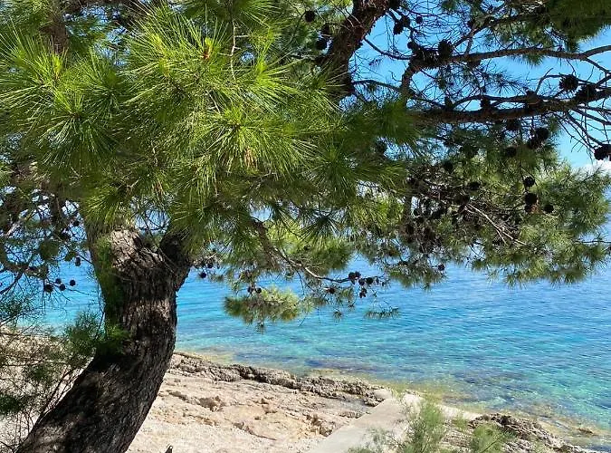 Dalmatino - 6 Sutivan